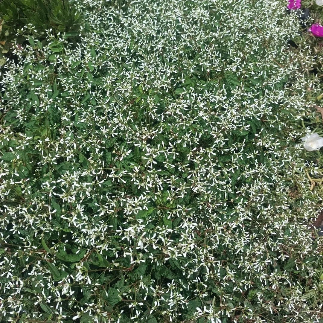 Diamond Frost (Euphorbia hypericifolia)