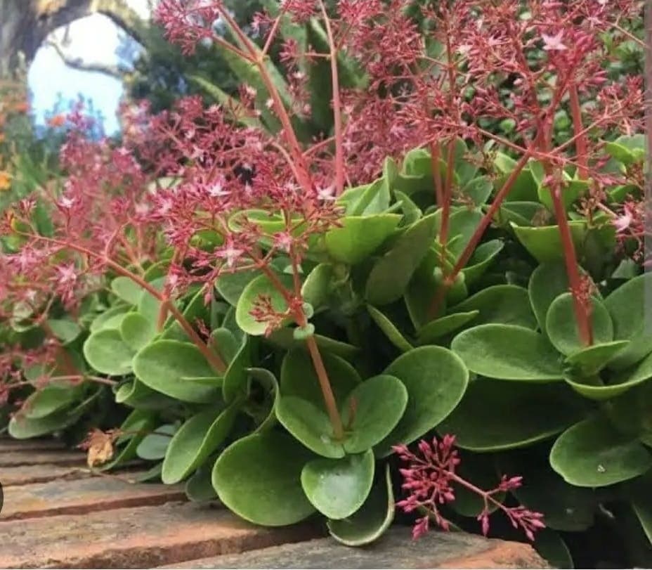 Fairy Crassula (Crassula multicava)