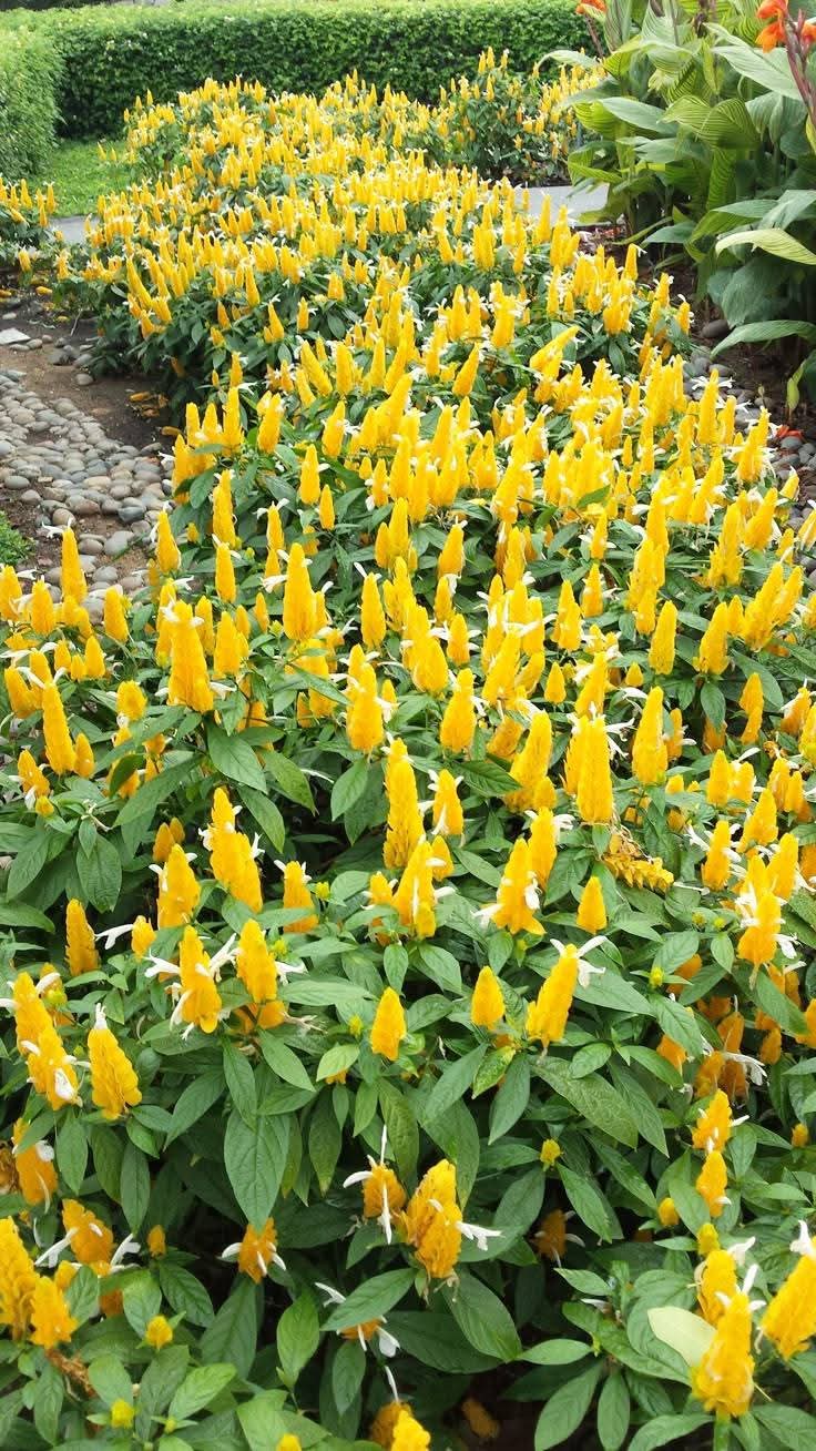 Lollipop Plant (Pachystachys lutea)