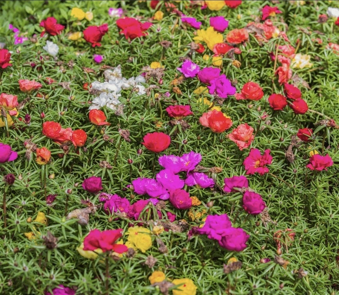 Rose Moss (Portulaca grandiflora)