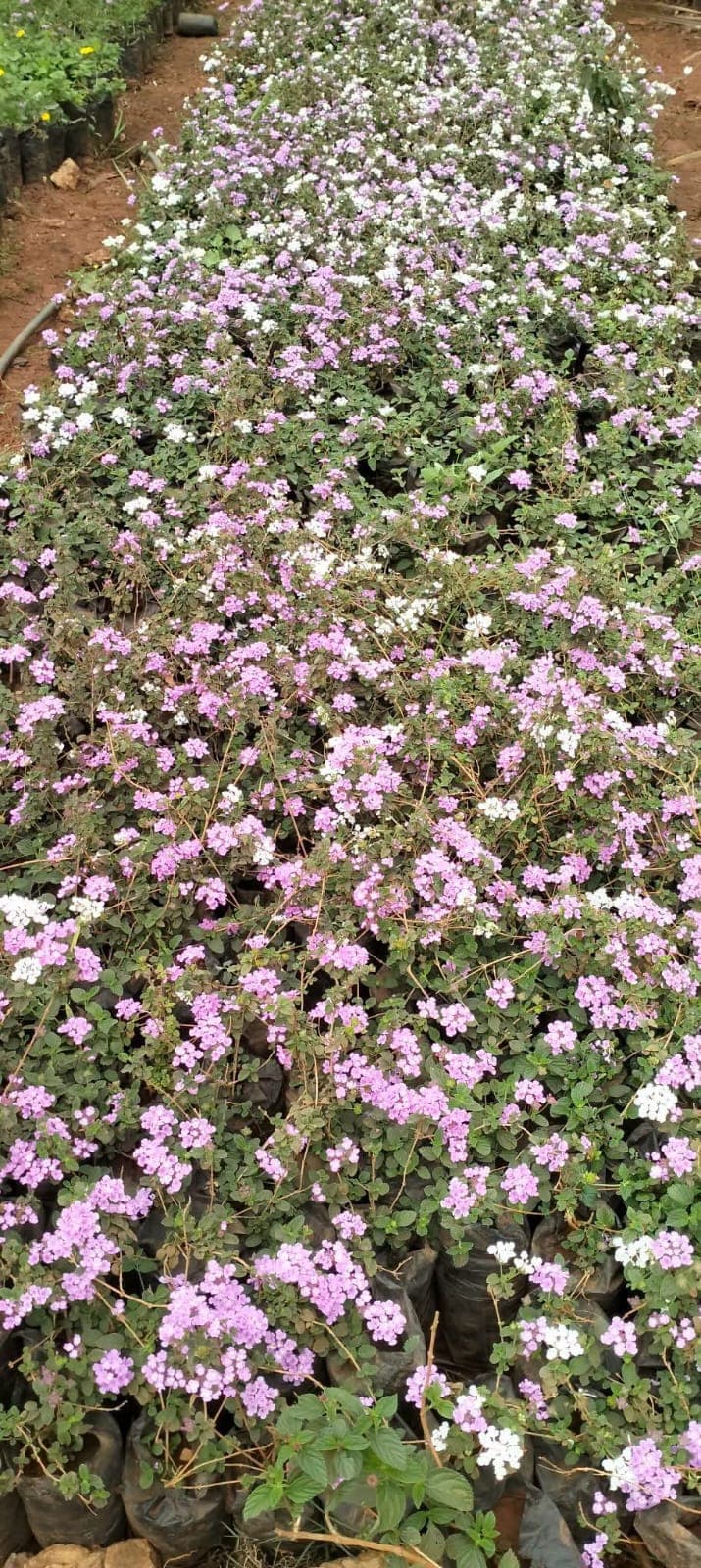 Purple Lantana (Lantana montevidensis)
