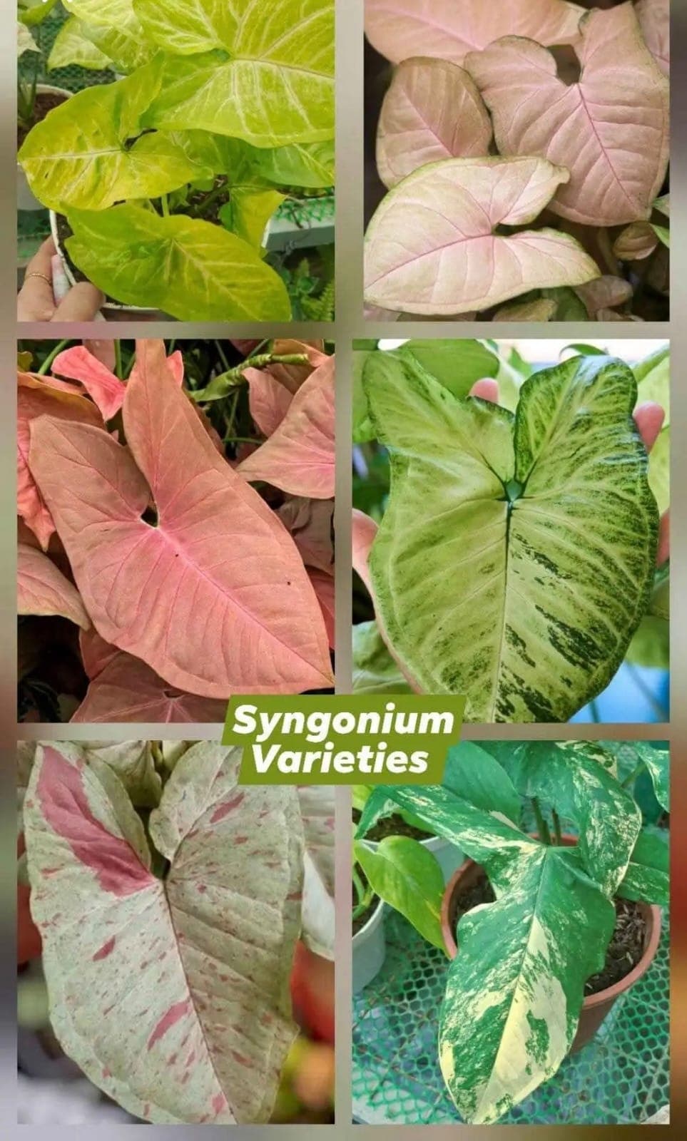 Syngonium (Arrowhead Vine)