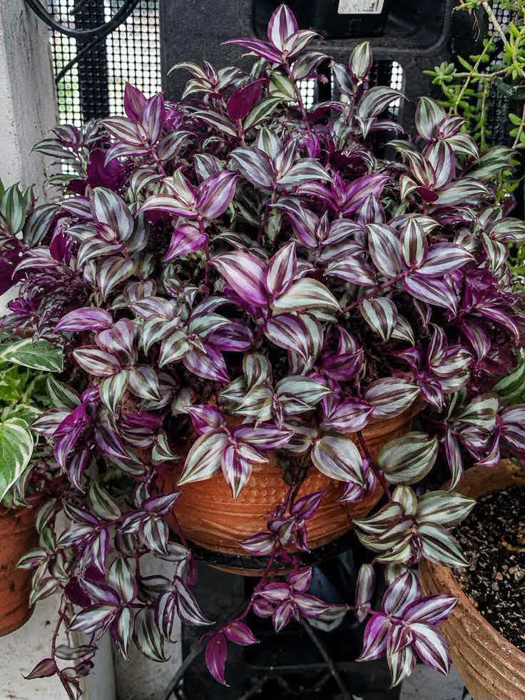 Wandering Jew (Tradescantia zebrina)