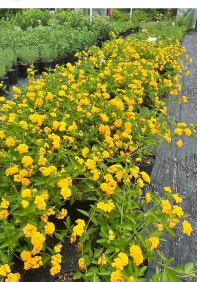 Yellow Lantana (Lantana camara / montevidensis aurea)