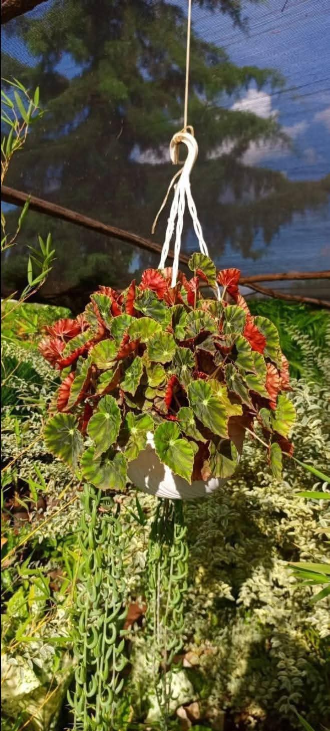 Hanging Begonia