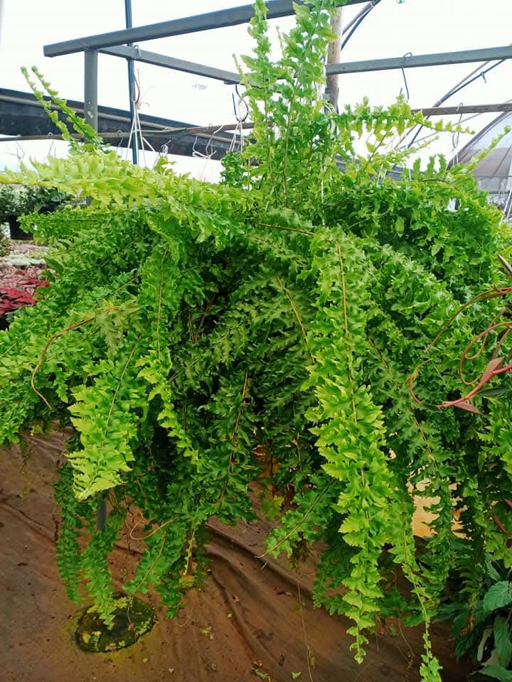Boston Fern