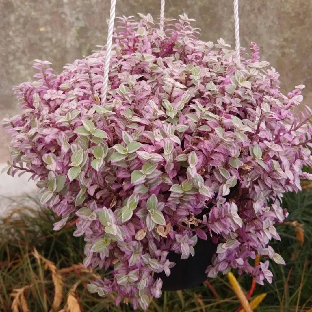 Callisia repens 'Pink Lady'