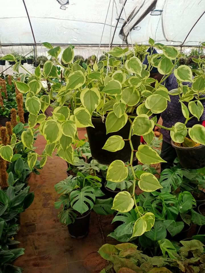 Cupid Peperomia (Peperomia scandens)