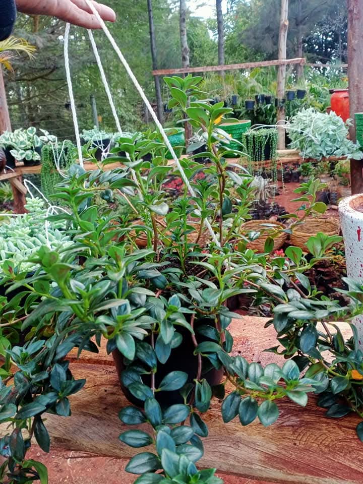 Goldfish Plant (Nematanthus gregarius) 1