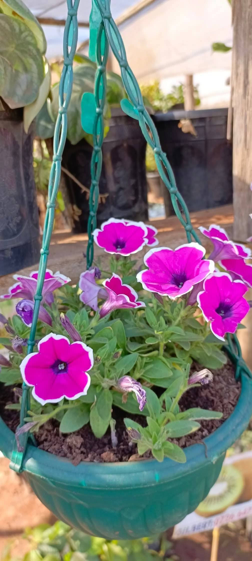 Trailing Petunias