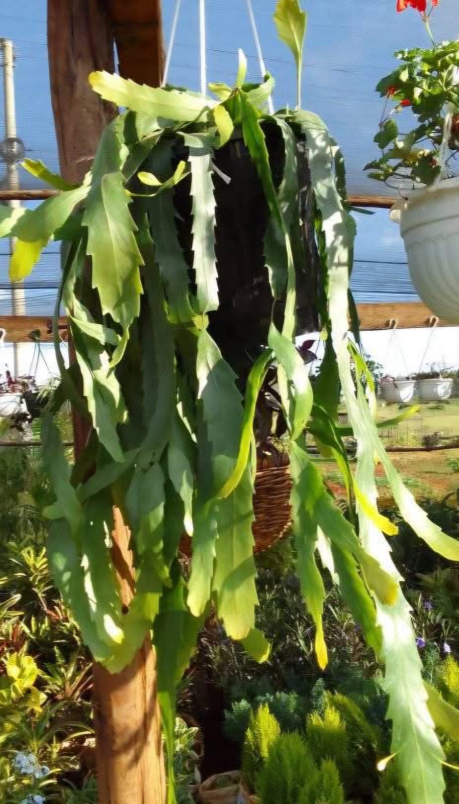 Lepismium Jungle Cactus