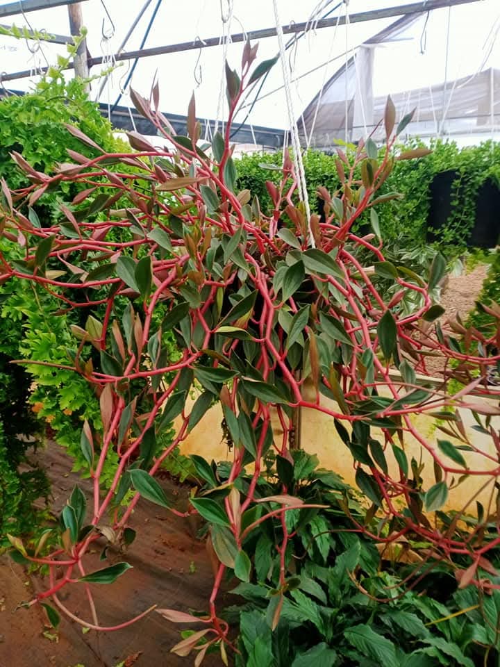 Peperomia flexicaulis