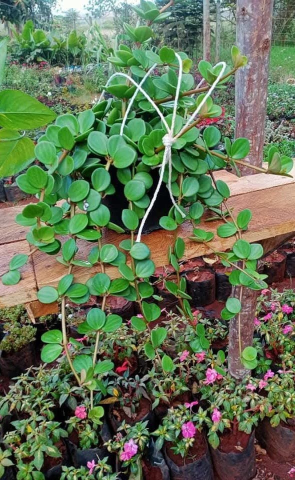 Peperomia Hope