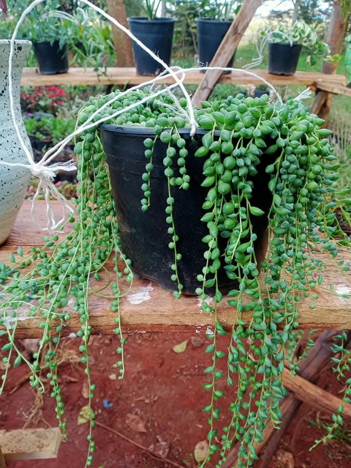 String of Pearls (Senecio rowleyanus)