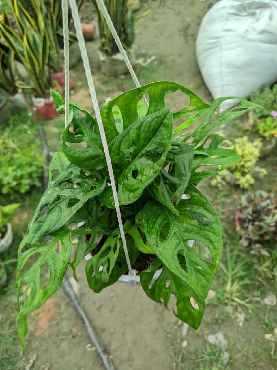 Swiss Cheese Vine (Monstera adansonii)