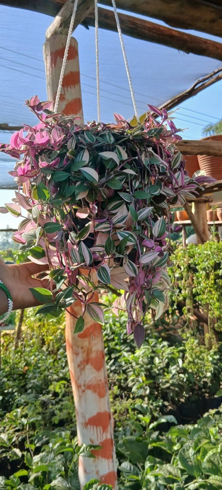 Tradescantia (Inch Plant)