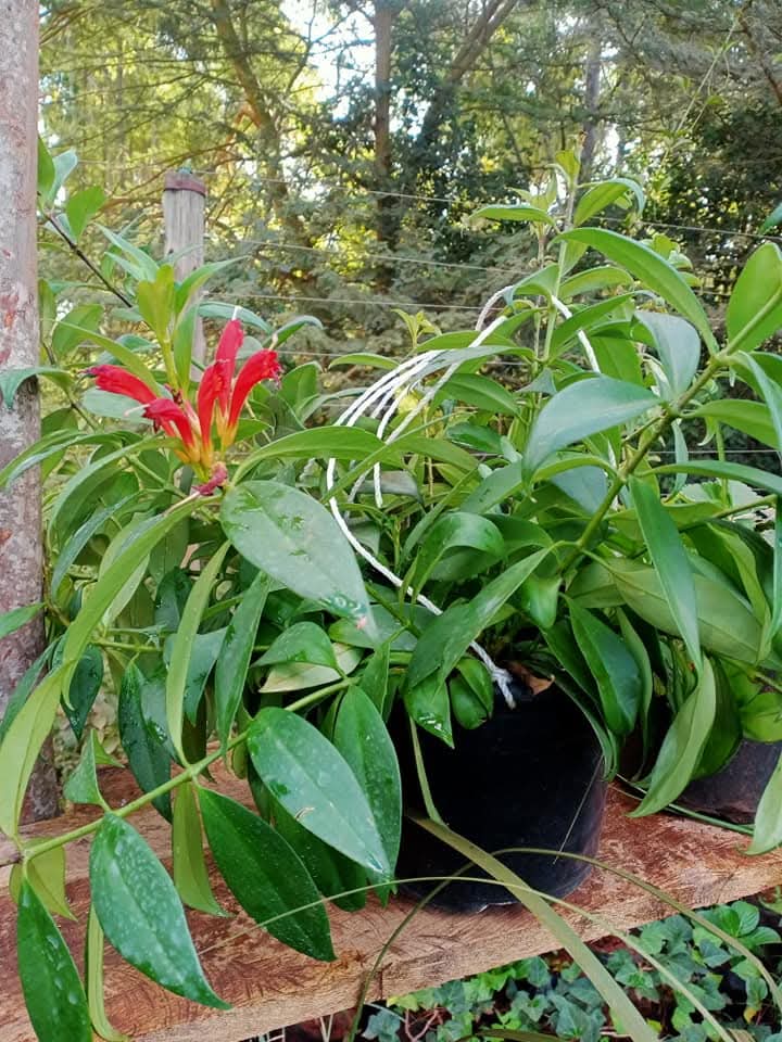 Lipstick Plant