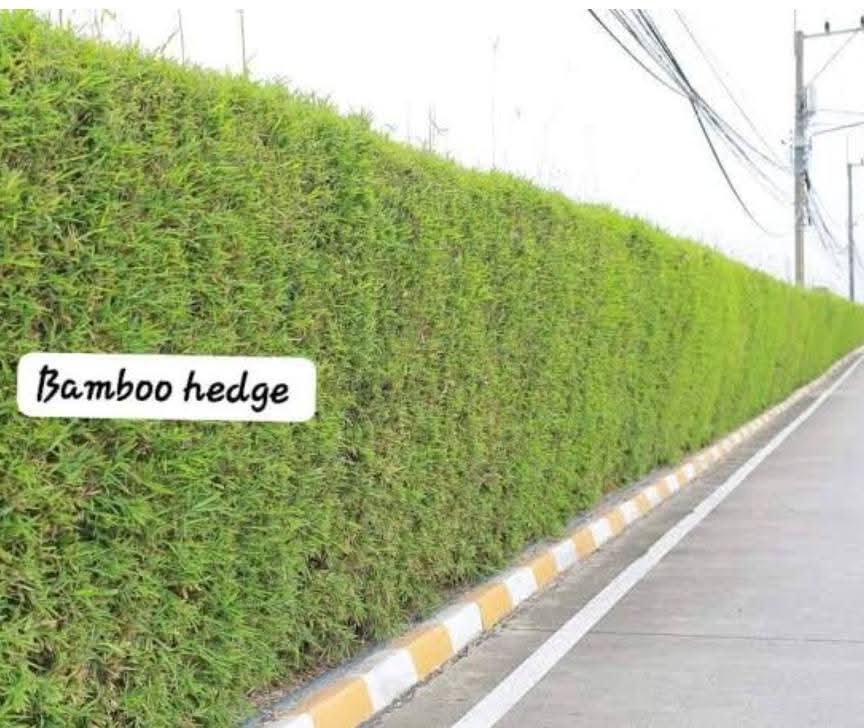 Golden Bamboo Fence