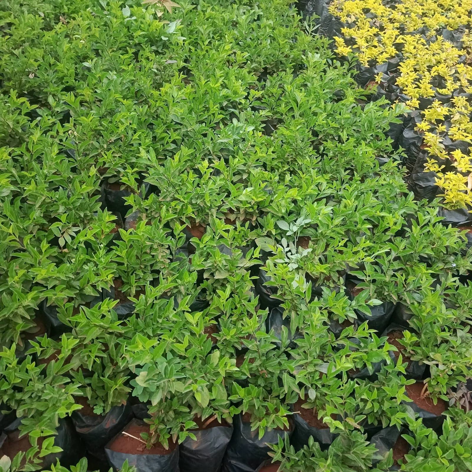 Green Golden Duranta