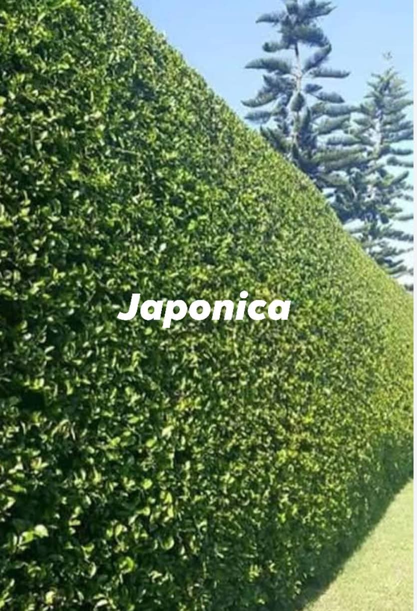 Japonica Fence
