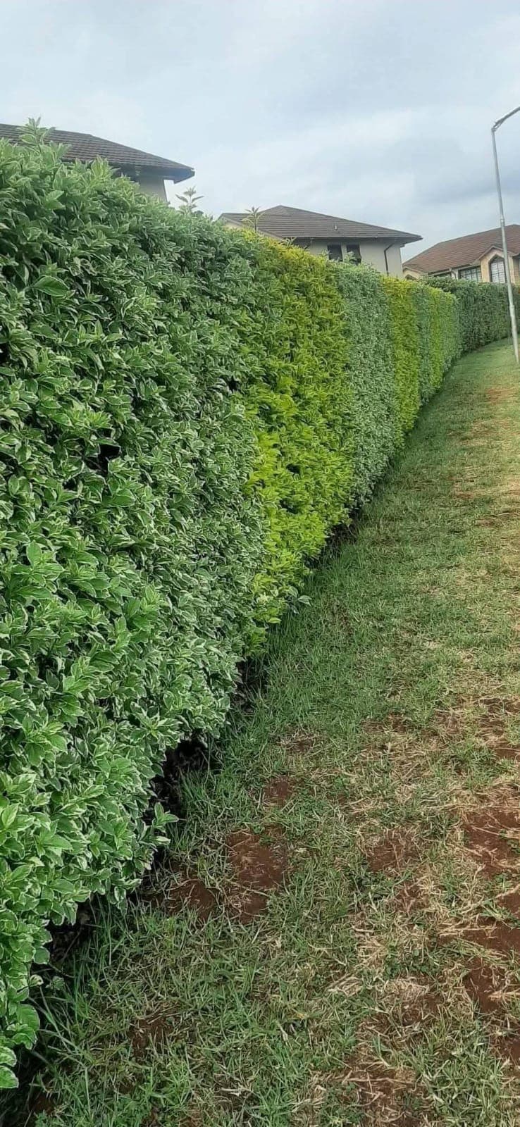 Green-White Variegated Duranta