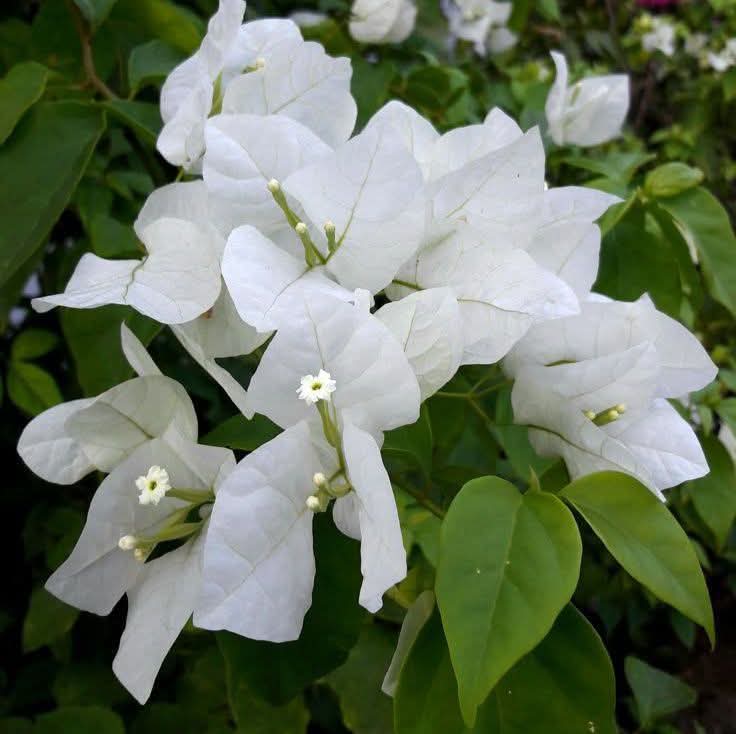 White Bougainvillea