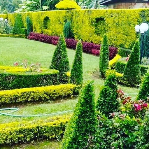 Duranta 1