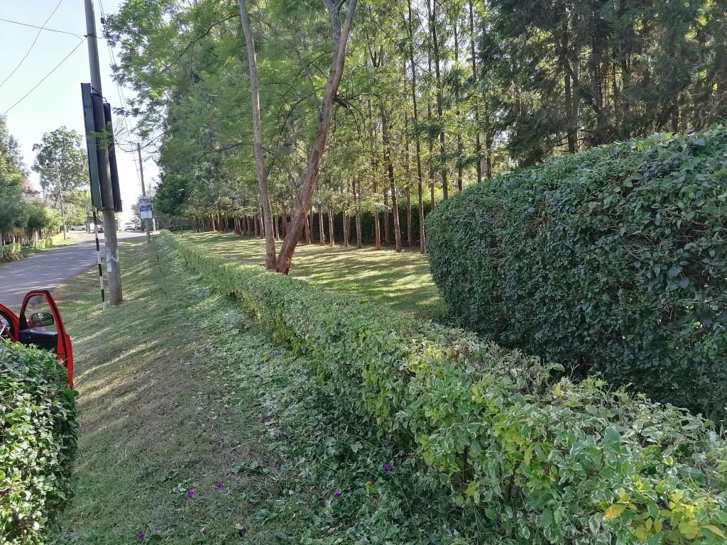 Cypress 1