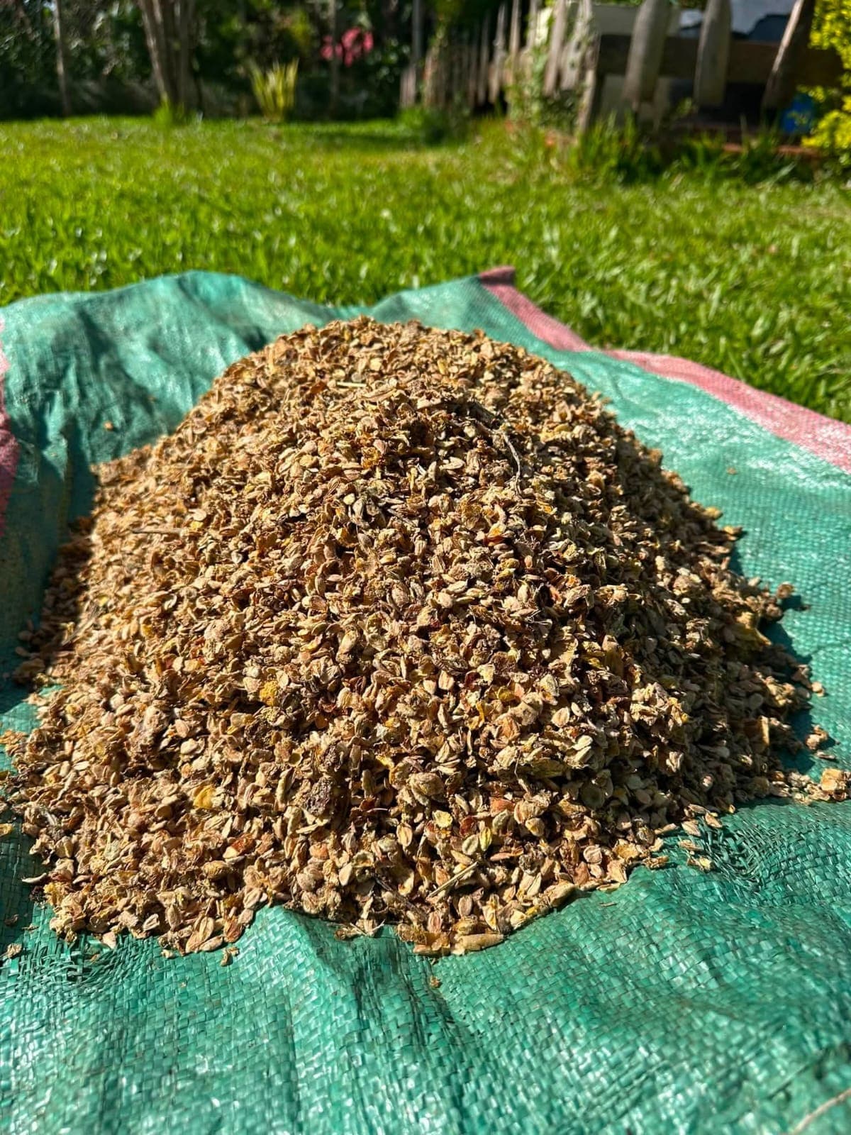 Kei Apple Seeds 1