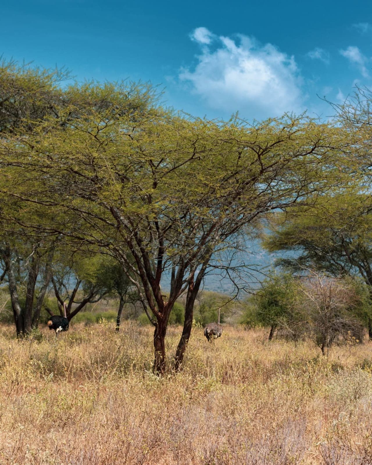 Acacia Tortilis (Umbrella Thorn)