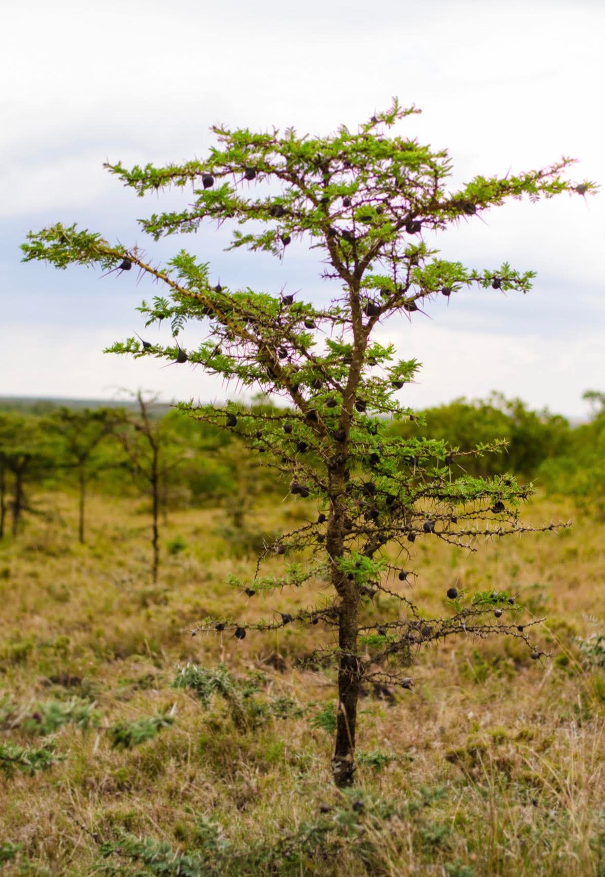 Acacia Whistling Thorn