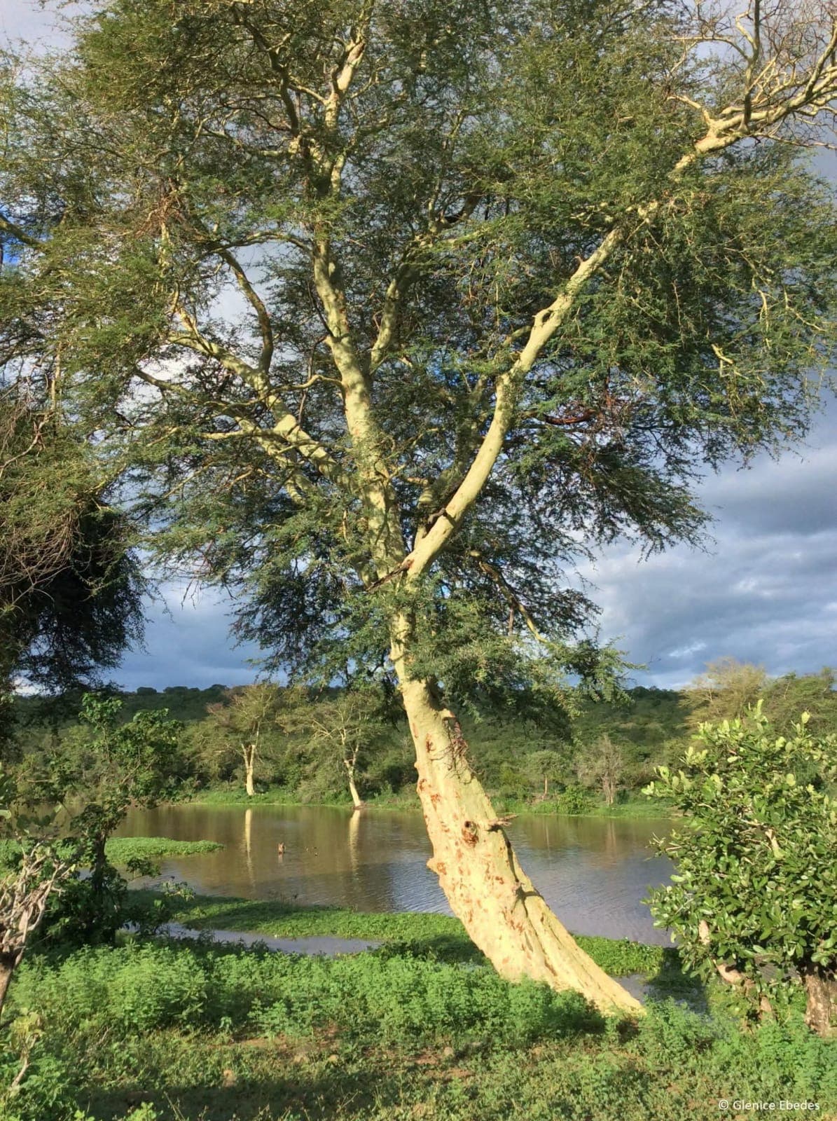 Acacia Xanthophloea (Yellow Fever Tree)