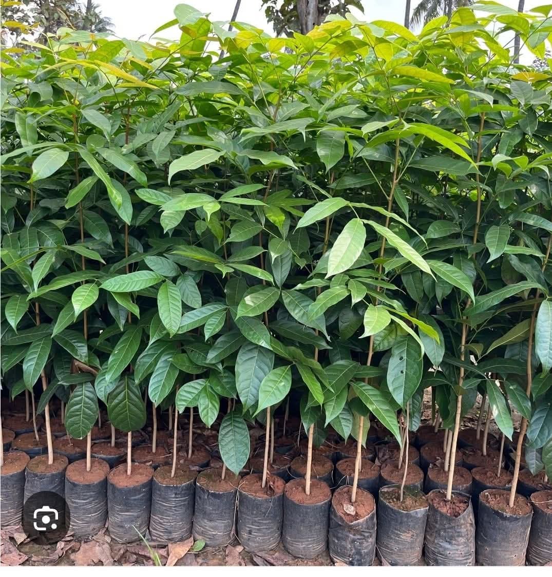 African Mahogany