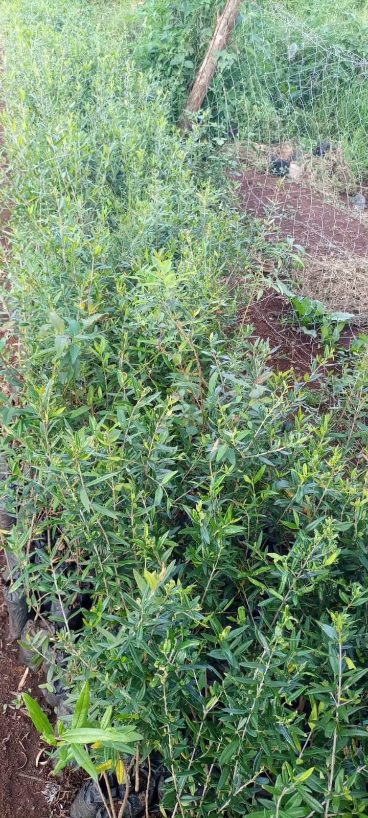 African Olive (Olea europaea subsp. africana)