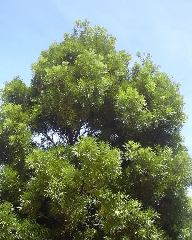 Afrocarpus Falcatus (Podo / Podocarpus)