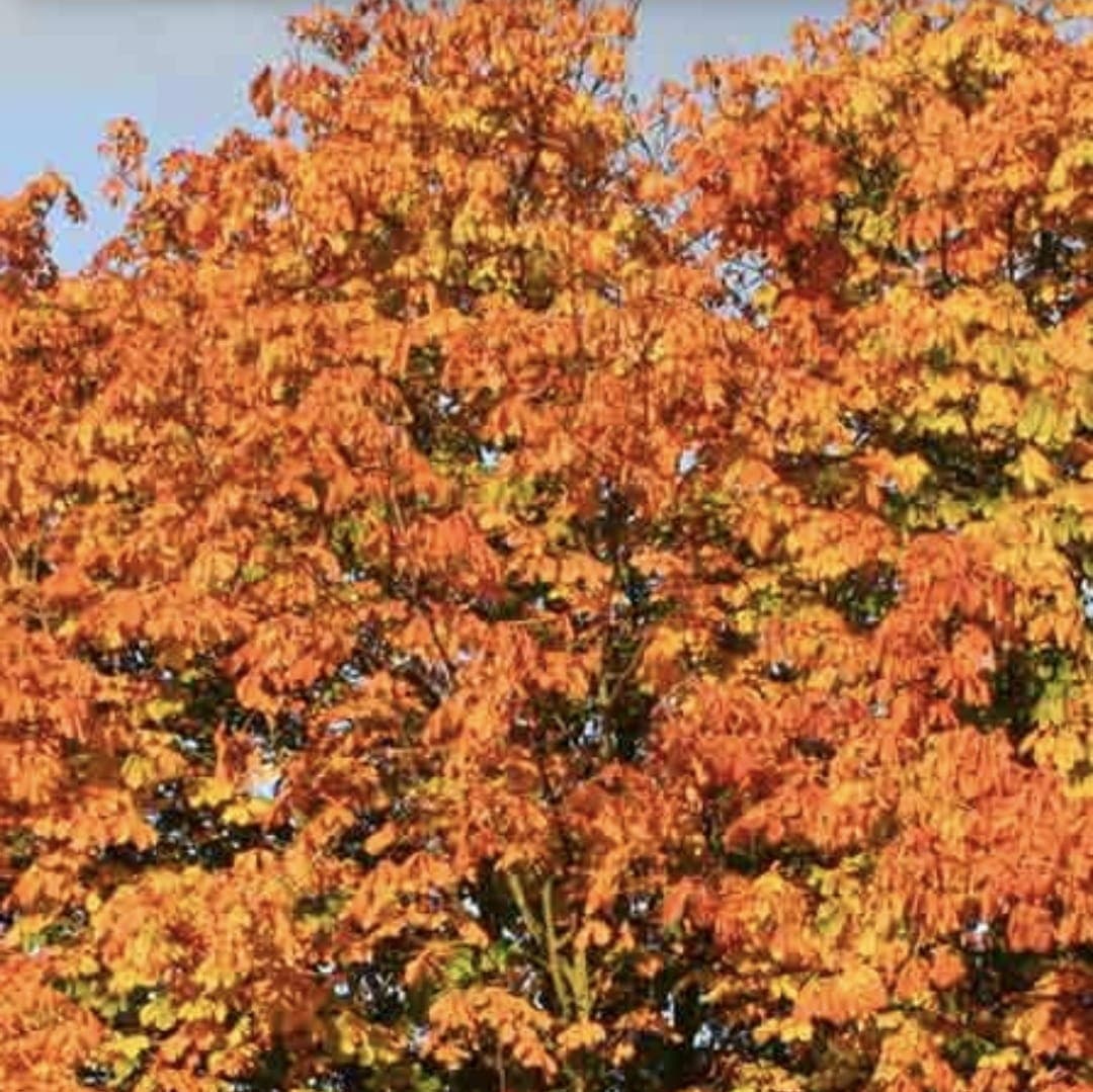 Chestnut Tree