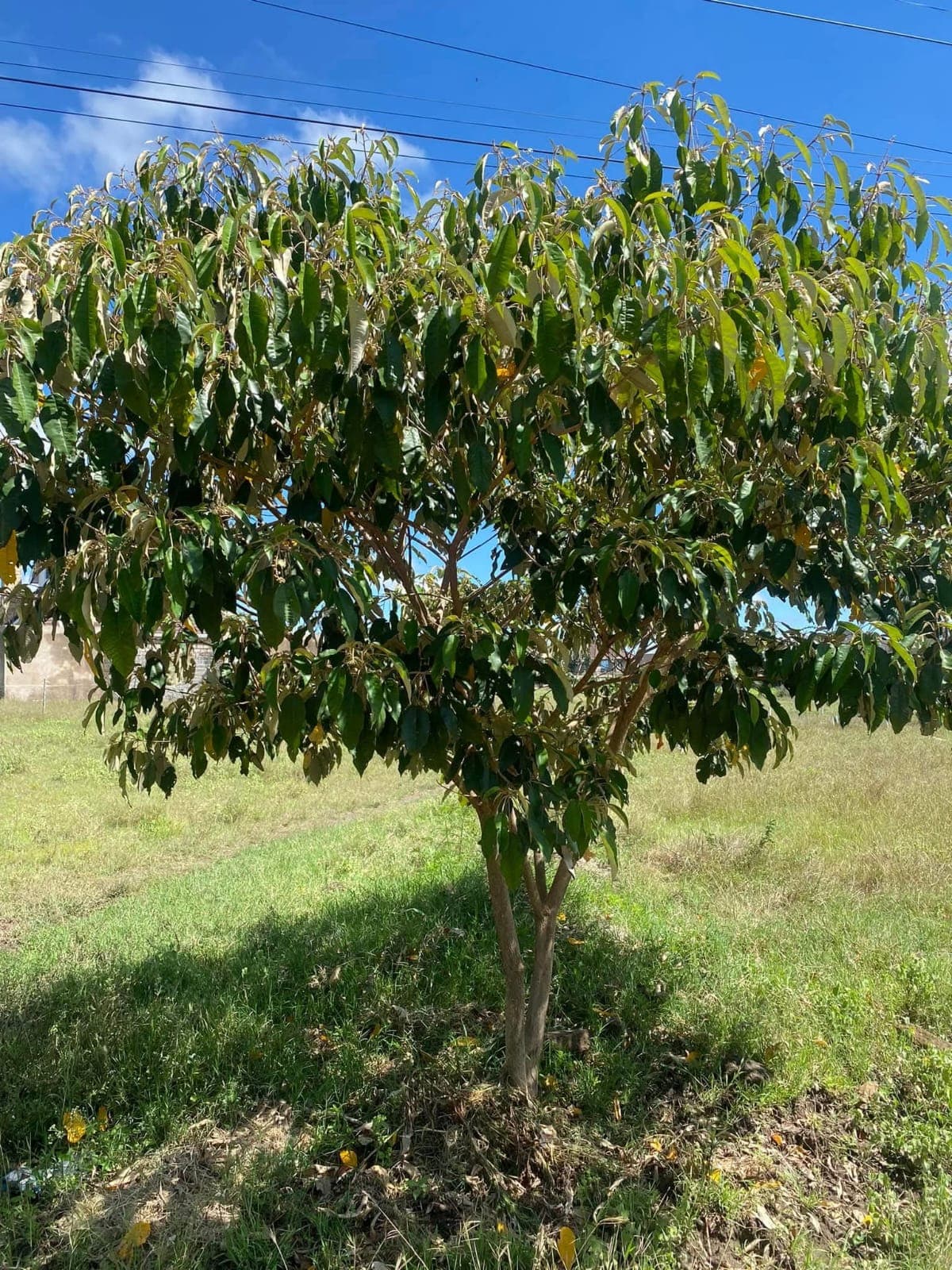 Croton Megalocarpus (Musine)