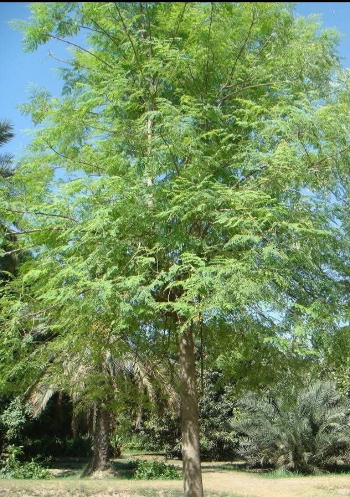 Moringa (Moringa oleifera)