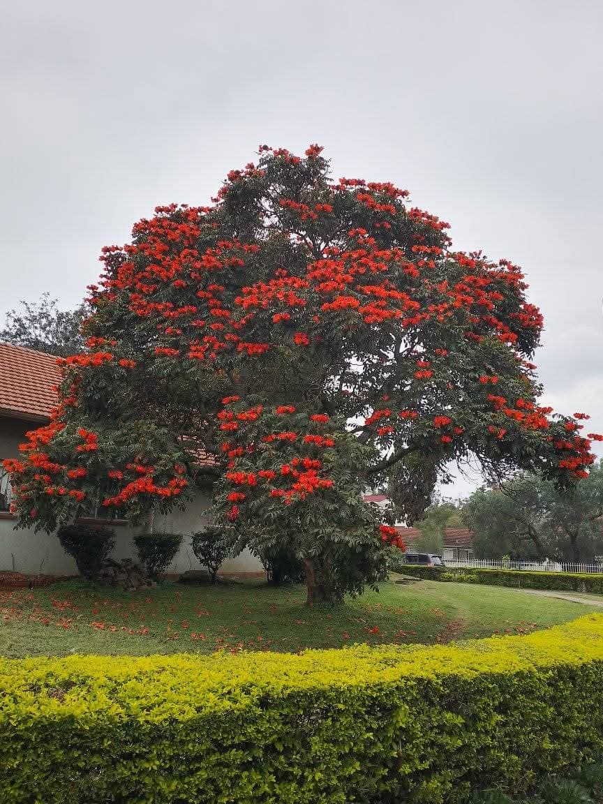 Nandi Flame (Spathodea campanulata)