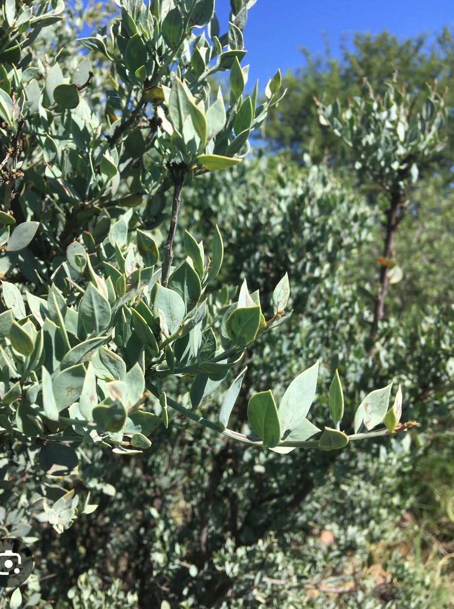 Sandalwood (Osyris lanceolata)