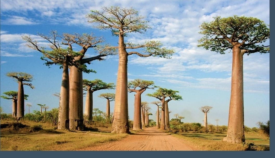 Baobab Tree