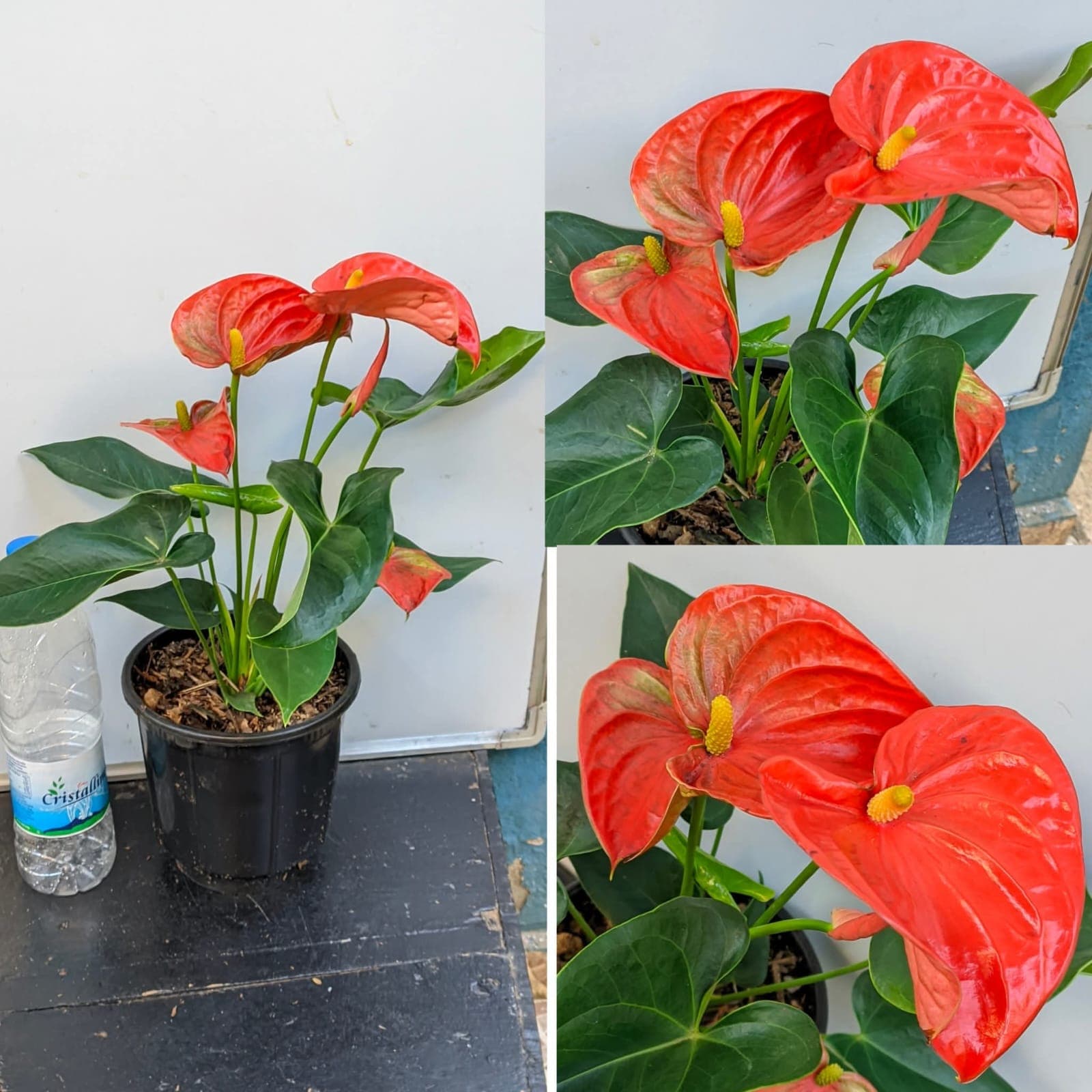 Anthurium