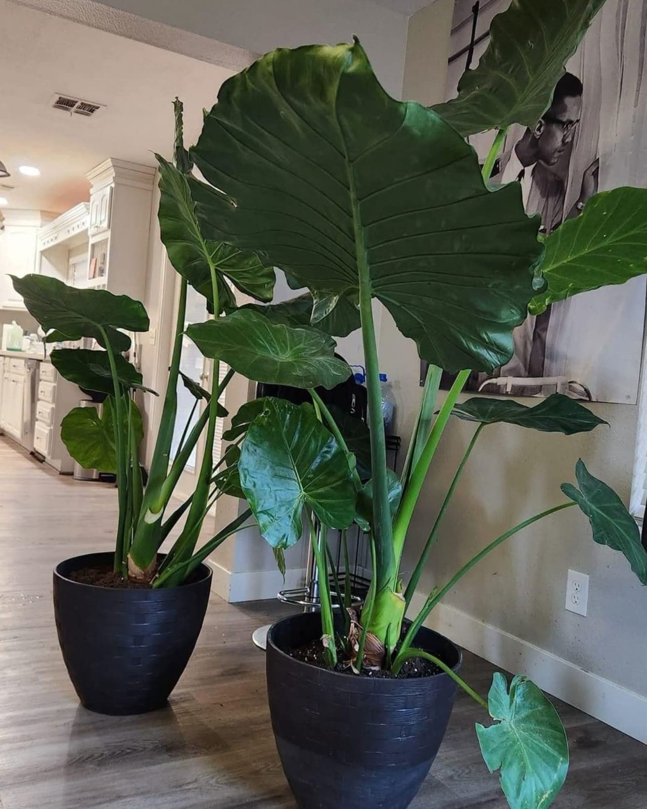 Elephant Ears