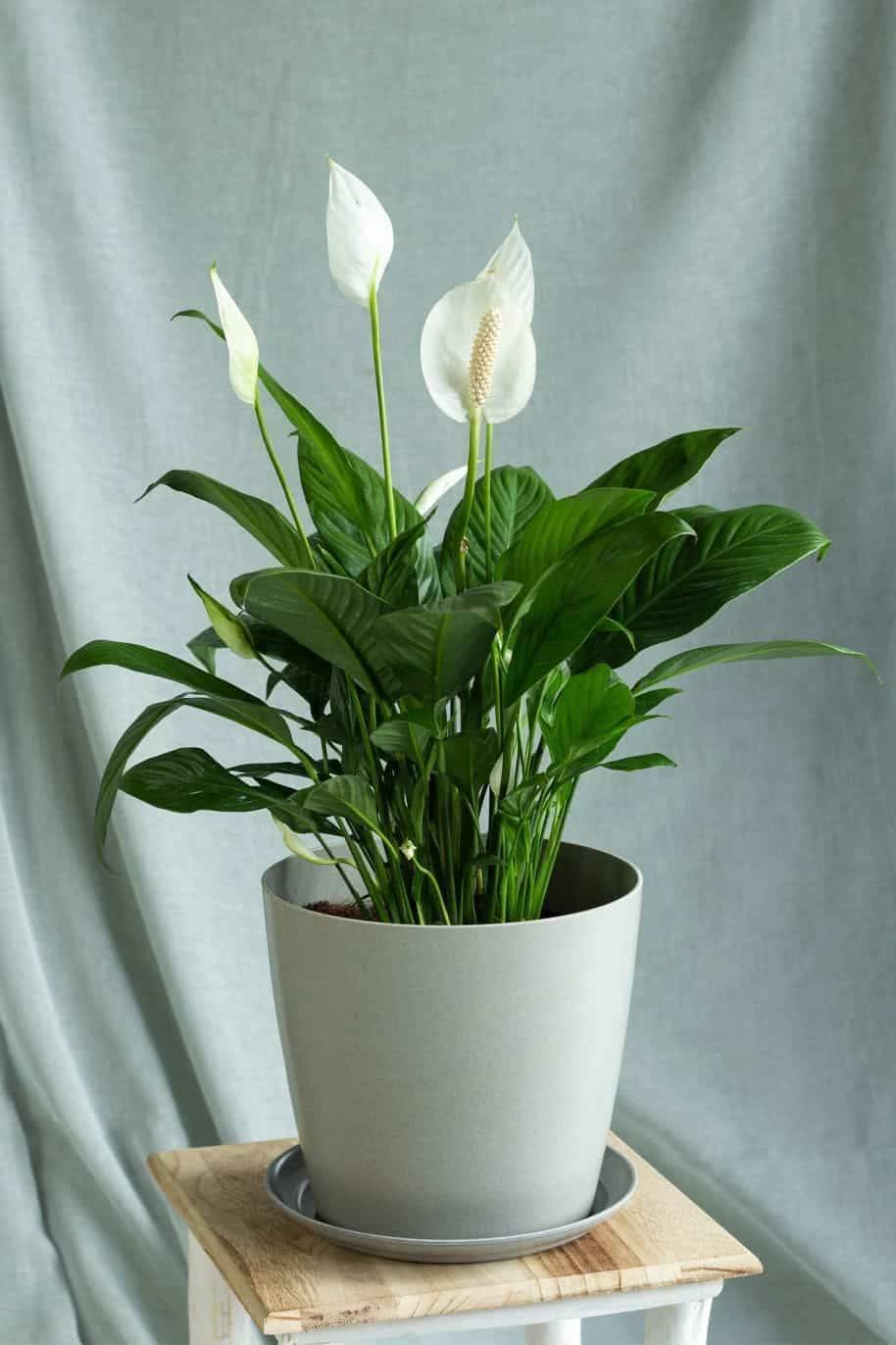 Peace Lilies