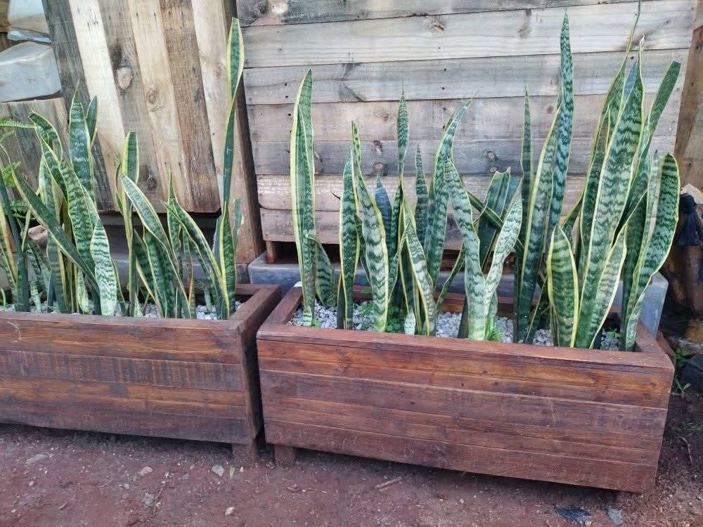 Snake Plant