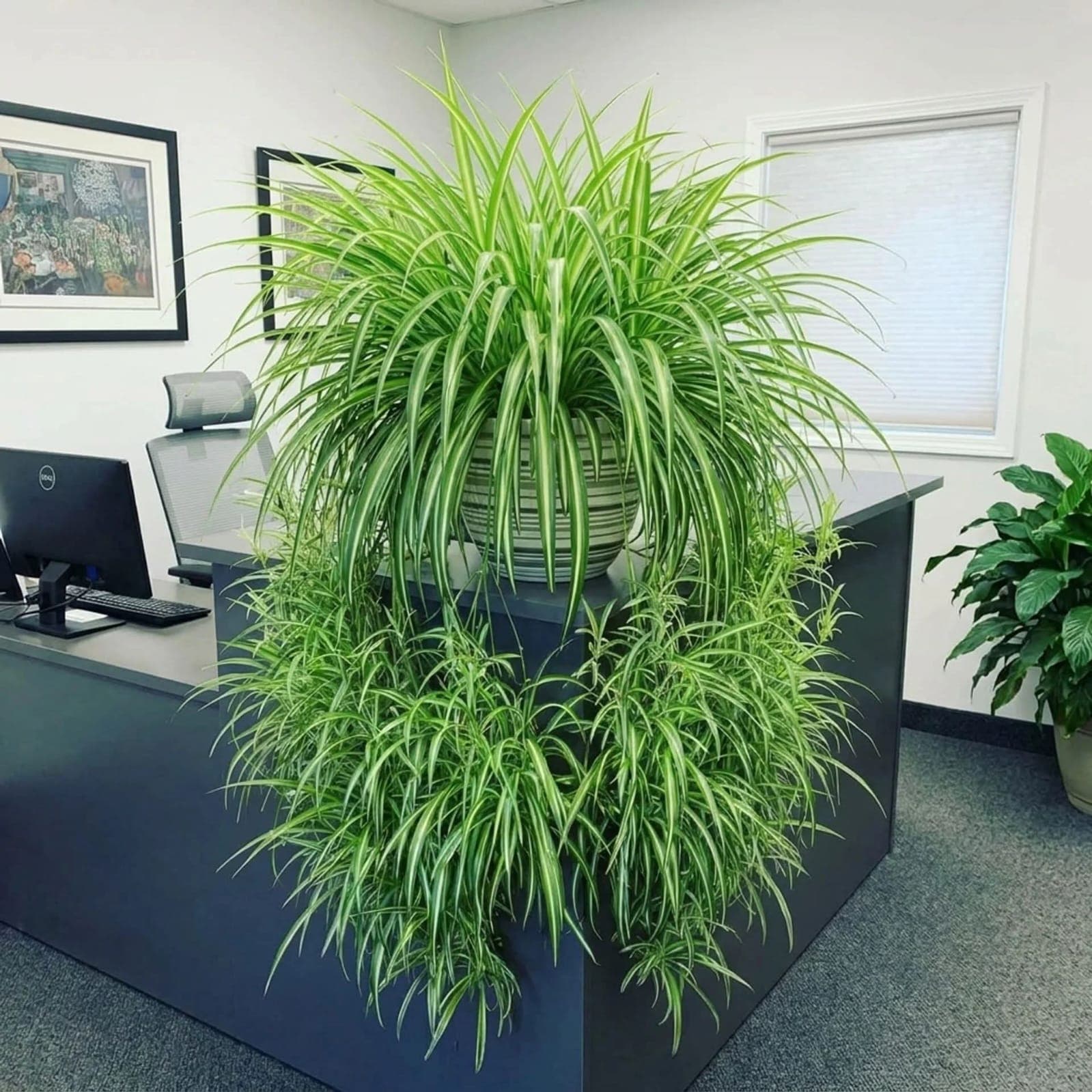 Spider Plant
