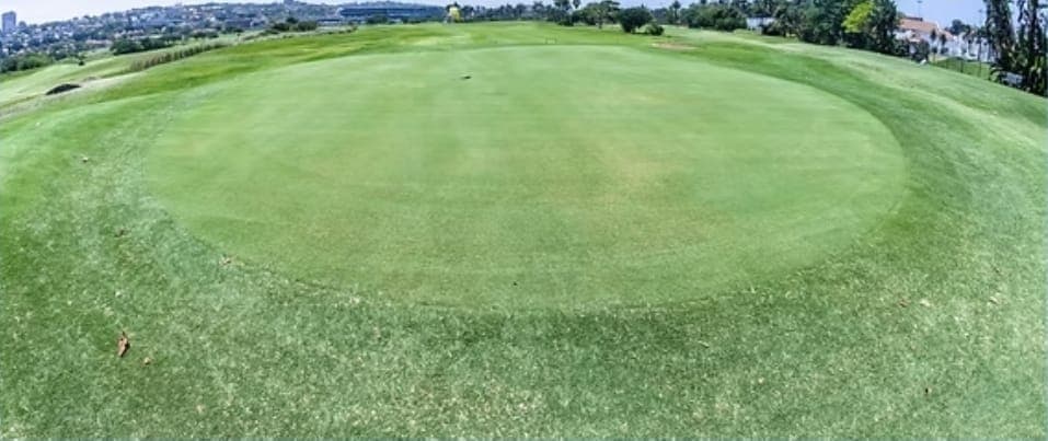 Cape Royal Grass
