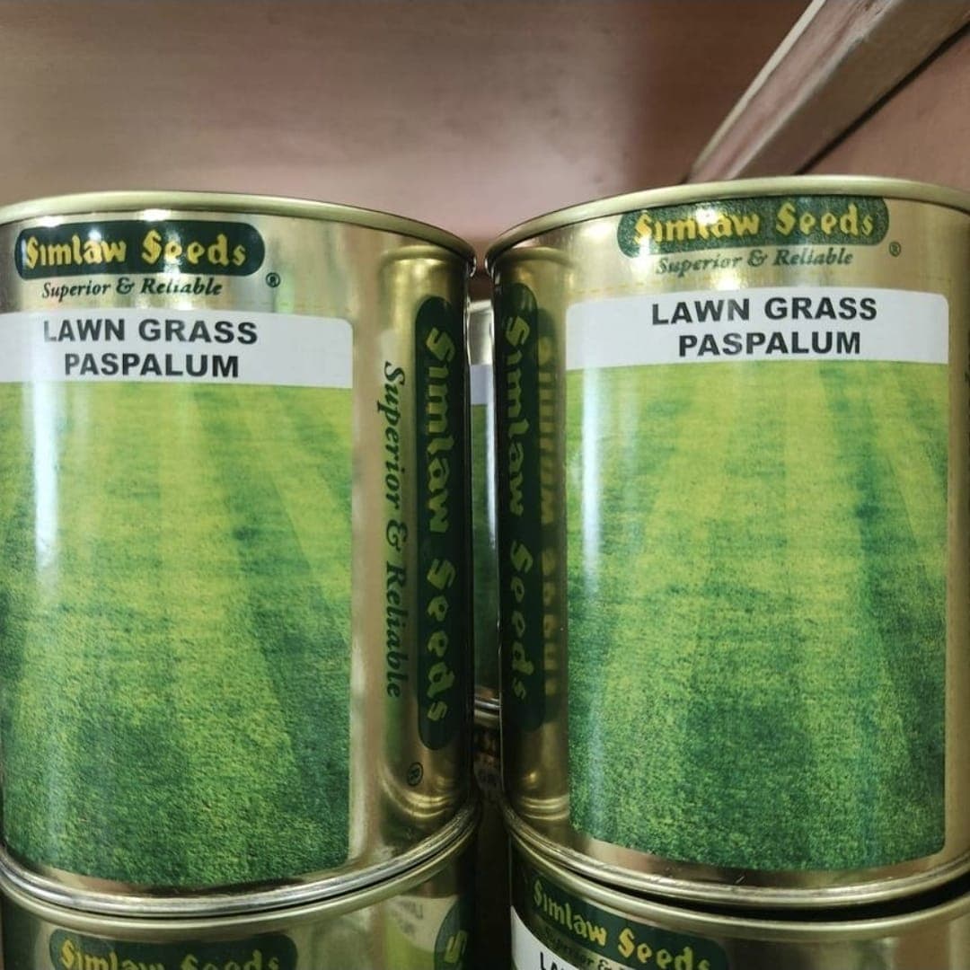 Paspalum Grass Seeds