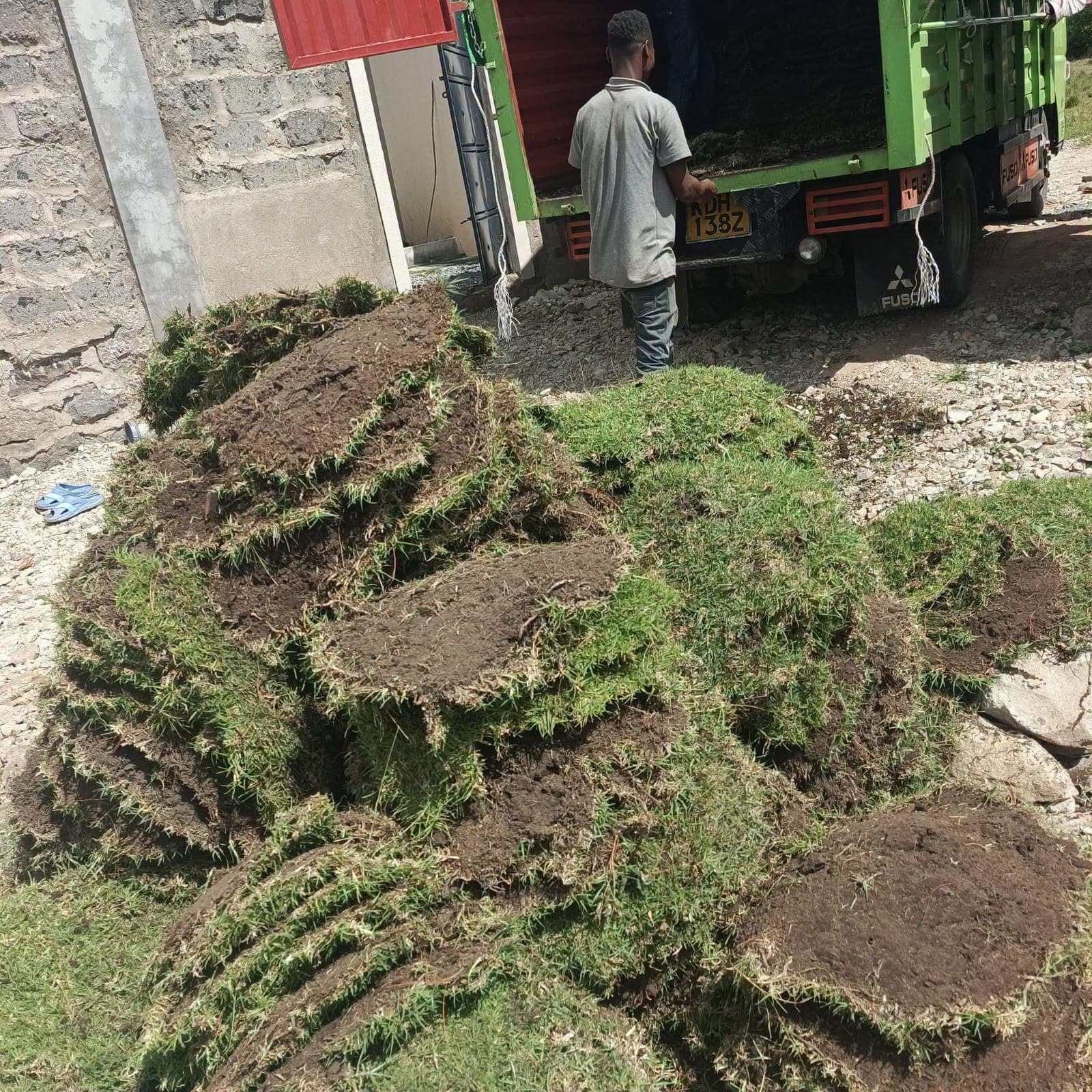 Kikuyu Carpet Grass