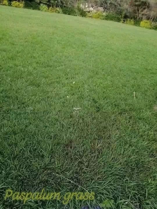 Paspalum Grass